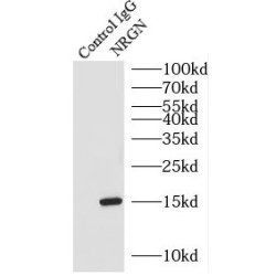 Neurogranin (NRGN) Antibody