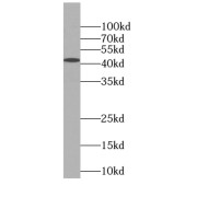 WB analysis of K-562 cells, using NF45 antibody (1/500 dilution).