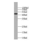 WB analysis of K-562 cells, using NF45 antibody (1/500 dilution).