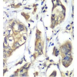 Cysteine Desulfurase, Mitochondrial (NFS1) Antibody