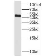 WB analysis of HEK-293 cells, using NFYA antibody (1/200 dilution).