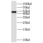 WB analysis of K-562 cells, using NFYC antibody (1/1000 dilution).