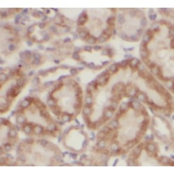 Sodium/Hydrogen Exchanger 8 (SLC9A8) Antibody