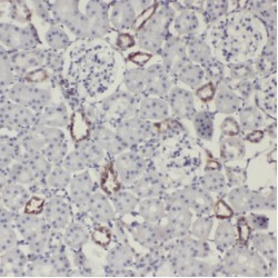 Nidogen 2 (NID2) Antibody