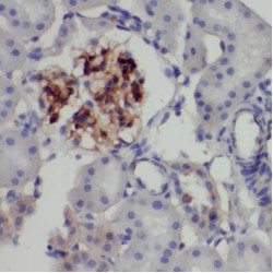 Nidogen 2 (NID2) Antibody
