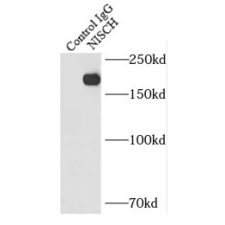 Nischarin (NISCH) Antibody