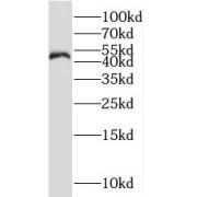 WB analysis of BxPC-3 cells, using NLE1 antibody (1/300 dilution).