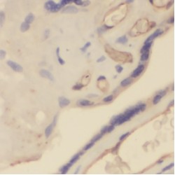 NLR Family Pyrin Domain Containing 2 (NLRP2) Antibody