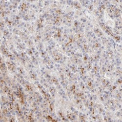 NAD(P) Transhydrogenase, Mitochondrial (NNT) Antibody