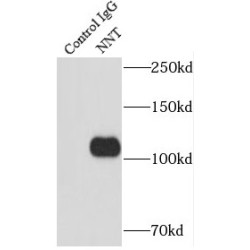 NAD(P) Transhydrogenase, Mitochondrial (NNT) Antibody