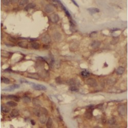 Nucleolar Protein 3 (NOL3) Antibody