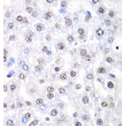 Non POU Domain Containing Octamer Binding Protein (NONO) Antibody