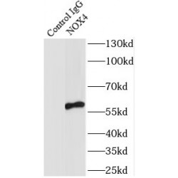 NADPH Oxidase 4 (NOX4) Antibody