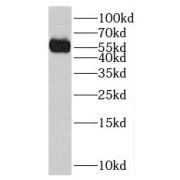 WB analysis of HepG2 cells, using NPEPL1 antibody (1/50 dilution).