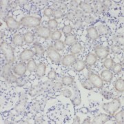 IHC-P analysis of human kidney tissue, using NPR3 Antibody (1/200 dilution).