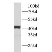 WB analysis of HeLa cells, using NR2F6 antibody (1/2000 dilution).