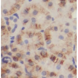 Nardilysin (NRD1) Antibody