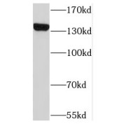 WB analysis of K-562 cells, using NRD1 antibody (1/800 dilution).