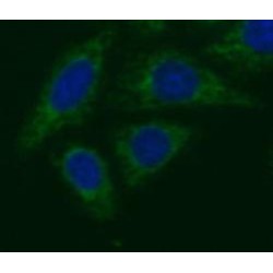 Neuregulin 1 (NRG1) Antibody