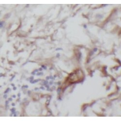 Neuregulin 1 (NRG1) Antibody