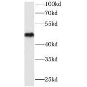 WB analysis of U-251 cells, using ENO2 antibody (1/4000 dilution).