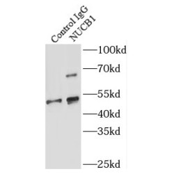 Nucleobindin 1 (NUCB1) Antibody