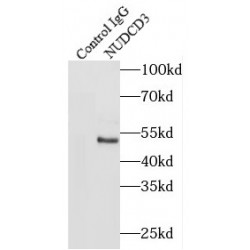 NudC Domain Containing 3 (NUDCD3) Antibody