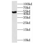 WB analysis of human liver tissue, using NudCL antibody (1/300 dilution).