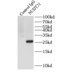 Cleavage And Polyadenylation Specificity Factor Subunit 5 (NUDT21) Antibody