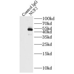 Kinetochore Protein Nuf2 (NUF2) Antibody