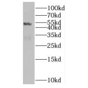 WB analysis of HEK-293 cells, using NUF2 antibody (1/500 dilution).