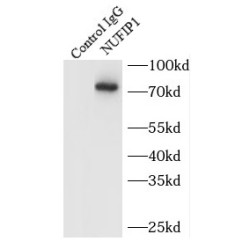 FMR1-Interacting Protein NUFIP1 (NUFIP1) Antibody