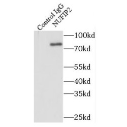 NUFIP2, FMR1 Interacting Protein 2 (NUFIP2) Antibody