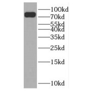 WB analysis of HeLa cells, using NUFIP2 antibody (1/600 dilution).