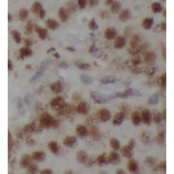 Nuclear Mitotic Apparatus Protein (NuMA) Antibody