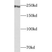 WB analysis of HeLa cells, using NUMA antibody (1/1000 dilution).