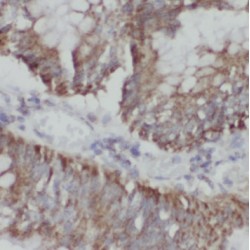 Nucleoporin 133 (NUP133) Antibody