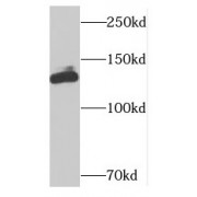 WB analysis of HeLa cells, using NUP133 antibody (1/1000 dilution).