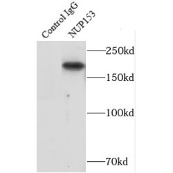 Nucleoporin 153 (NUP153) Antibody