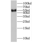 WB analysis of HeLa cells, using NUP54 antibody (1/2000 dilution).