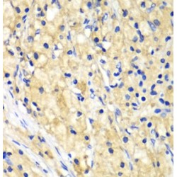 Nucleoporin 62 (NUP62) Antibody