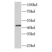 WB analysis of HEK-293 cells, using NUPL2 antibody (1/600 dilution).