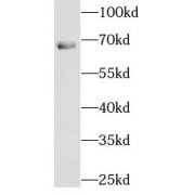 WB analysis of HeLa cells, using NXF1 antibody (1/600 dilution).