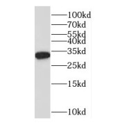 WB analysis of human kidney tissue, using OBFC2B antibody (1/200 dilution).