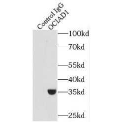 OCIA Domain-Containing Protein 1 (OCIAD1) Antibody