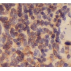 POU Domain, Class 2, Transcription Factor 2 / OCT2 (POU2F2) Antibody