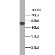 WB analysis of HEK-293 cells, using OCT4 antibody (1/1000 dilution).