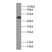 WB analysis of HEK-293 cells, using Oct6-Specific antibody (1/800 dilution).