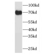 WB analysis of HEK-293 cells, using ODF2L antibody (1/600 dilution).