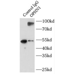 Oligophrenin 1 (OPHN1) Antibody